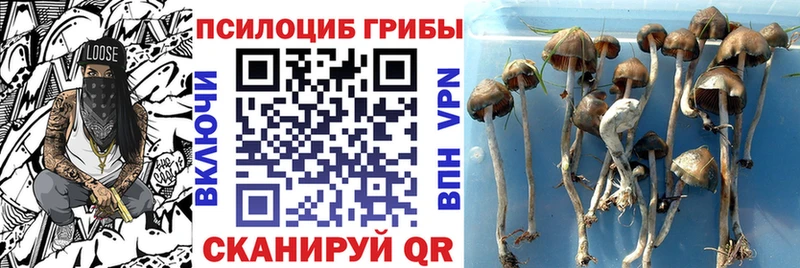 Псилоцибиновые грибы GOLDEN TEACHER Барыш